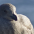 Seagull